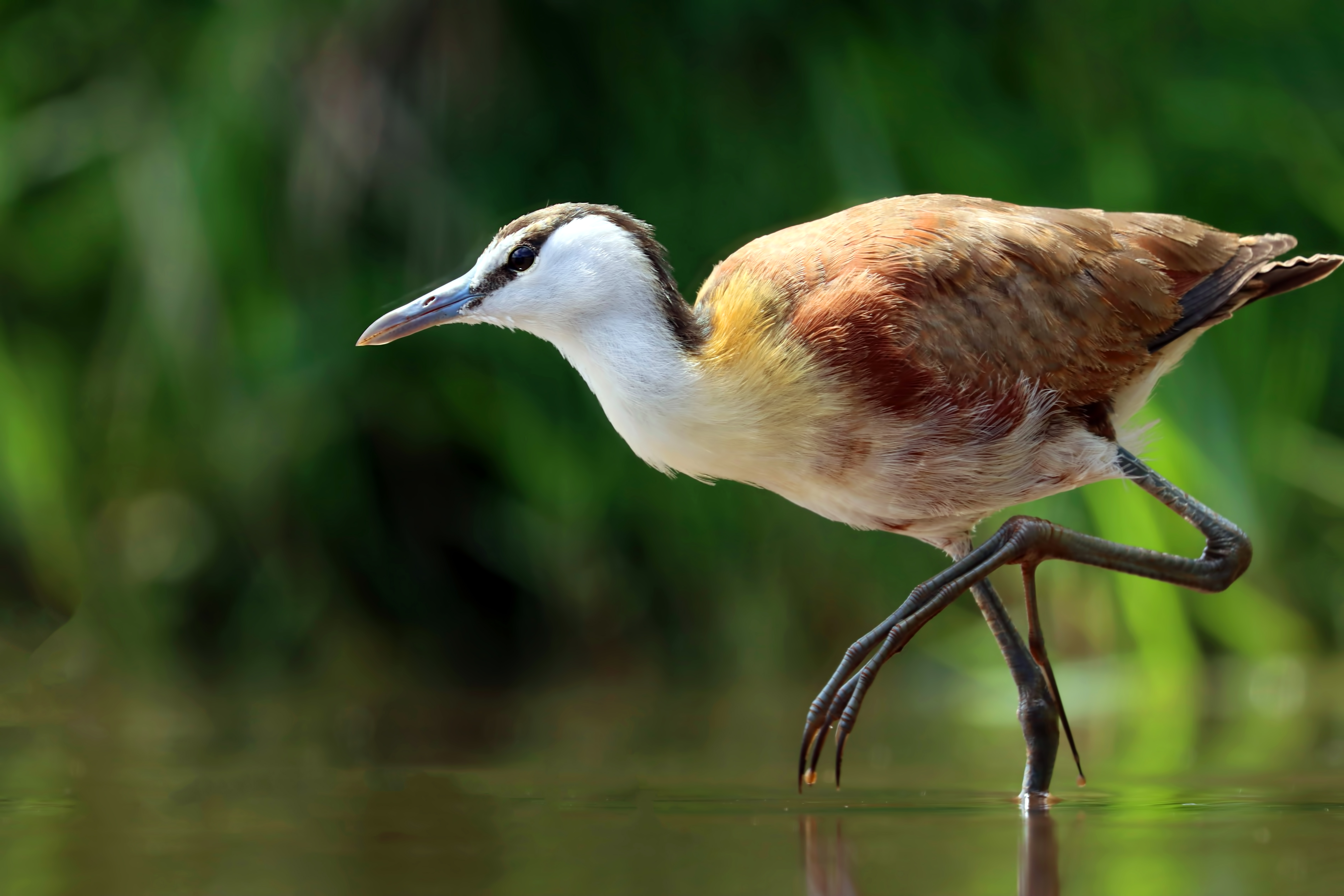 African Jacana